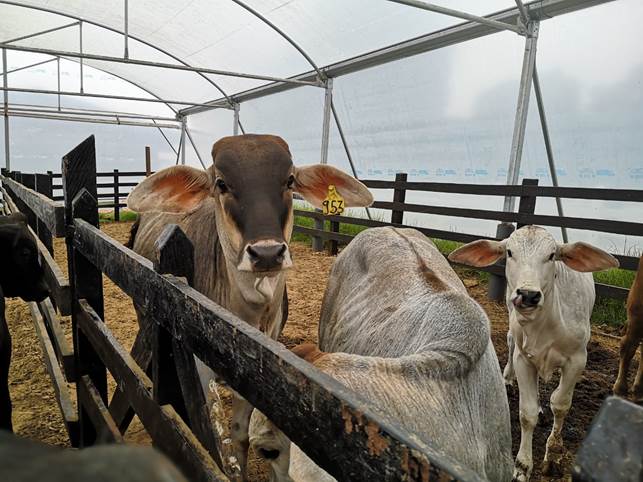 Una vaca junto a una cerca de alambre

Descripción generada automáticamente con confianza baja