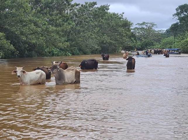 Una manada de vacas en el agua

Descripción generada automáticamente con confianza media